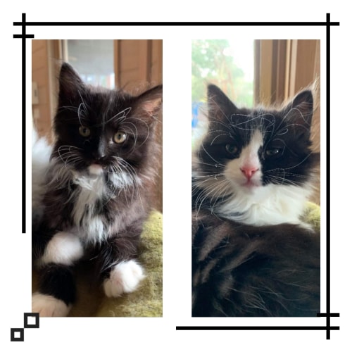 Cleopatra & Figaro ❤❤