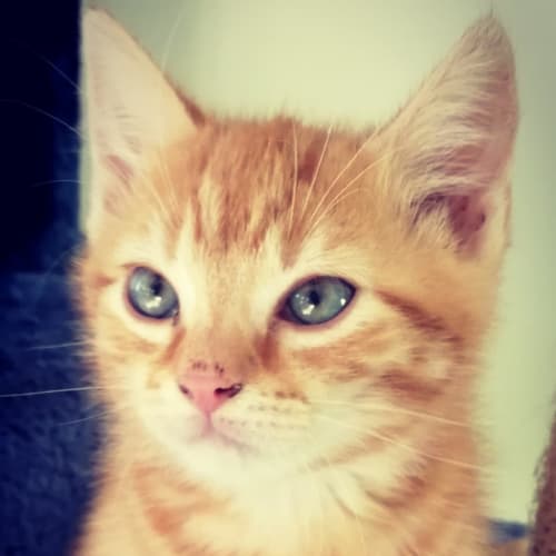 Maximus (Max)