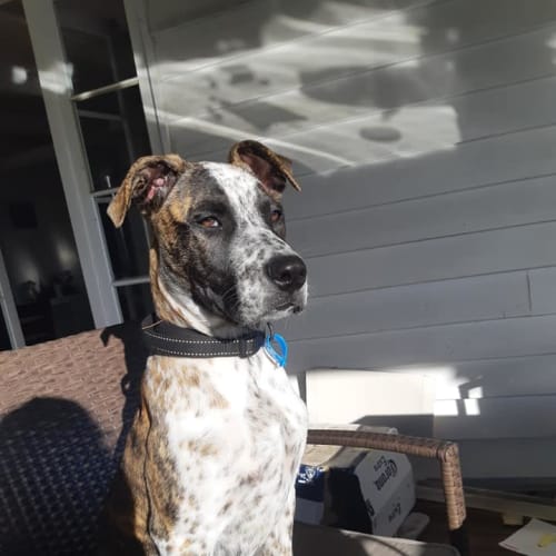 Cali