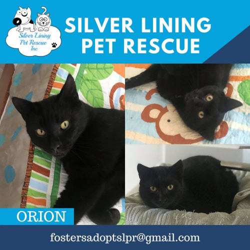 Orion