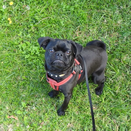 Vader