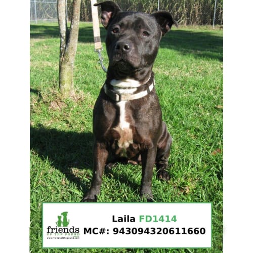 How To Train A Food Possessive Dog Rspca Pet Insurance