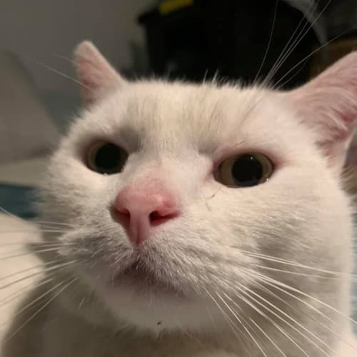 Meeko