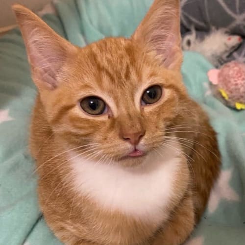 Cinnamon 