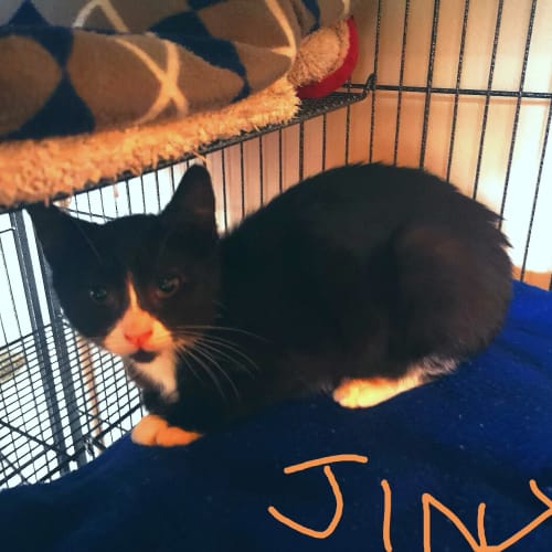 Jinx