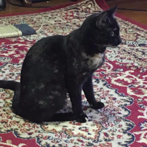 Cleo