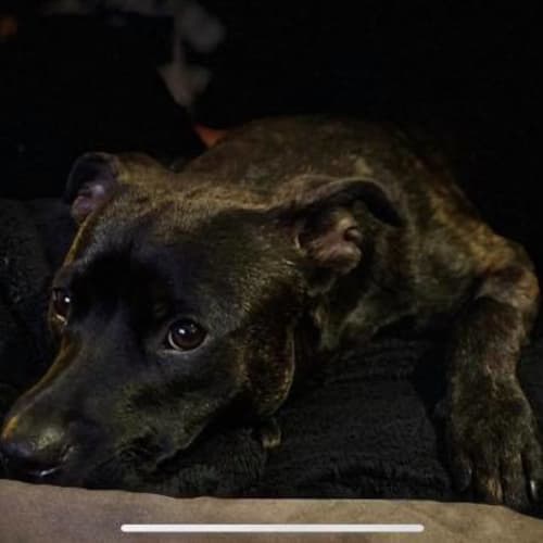 Chico