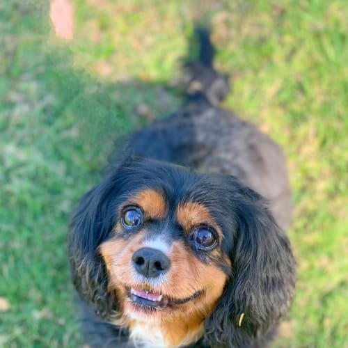Pia