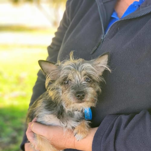 Martini