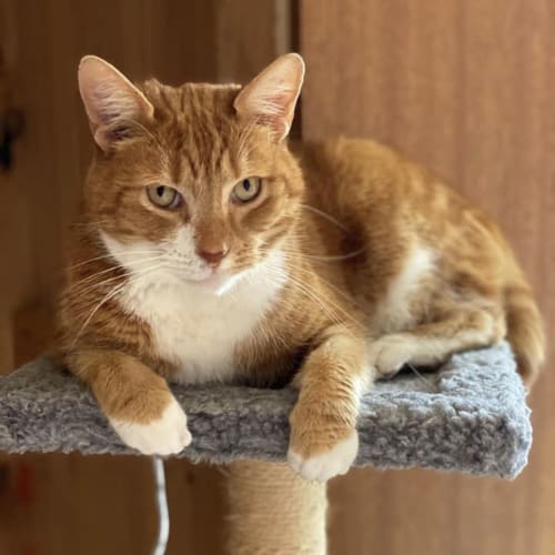 Felix 