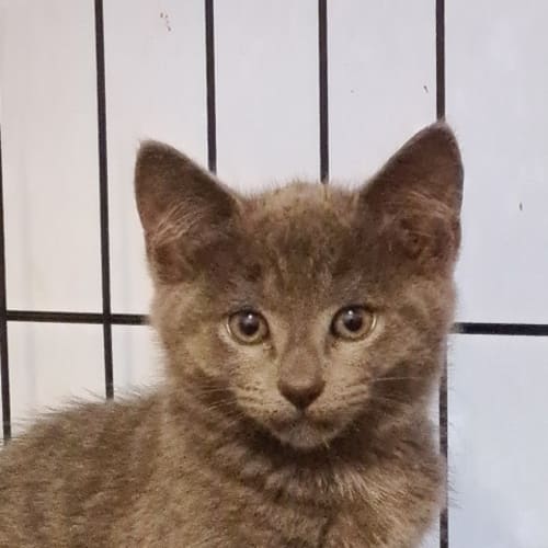 Nala