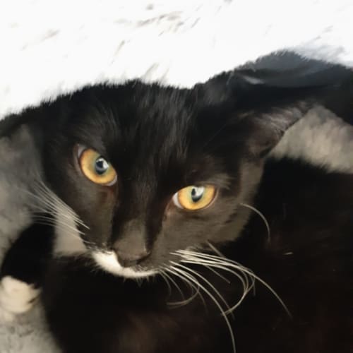 Felix