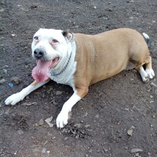 ♥ Missy ♥ - Looking for her retirement home