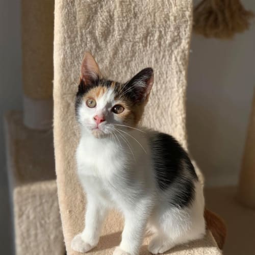 Lemon(now Chanel)
