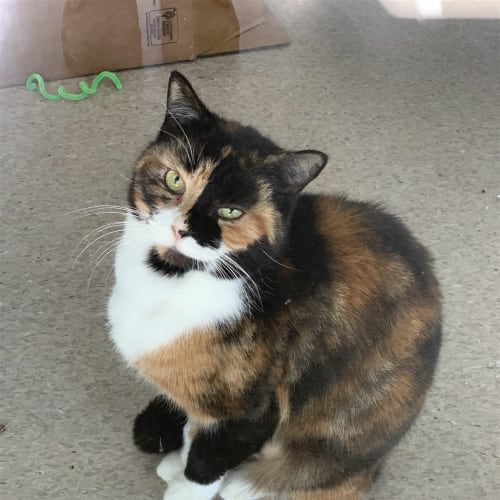 Gerri
