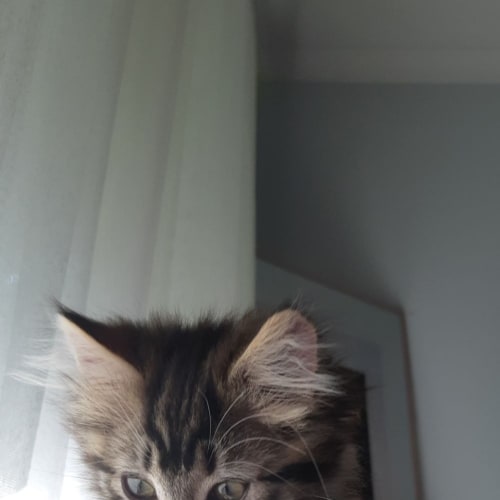 Bella ❤