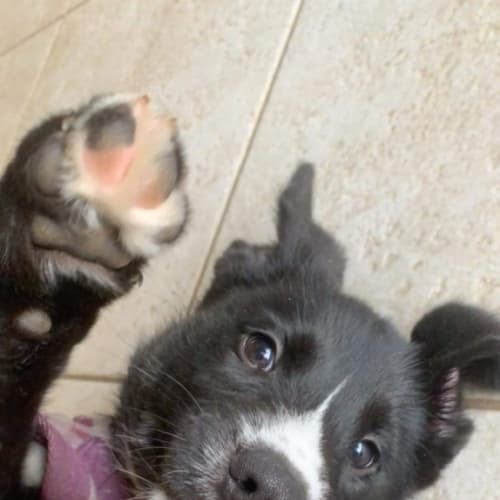 Freya
