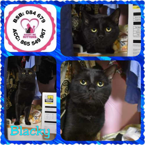 Blacky