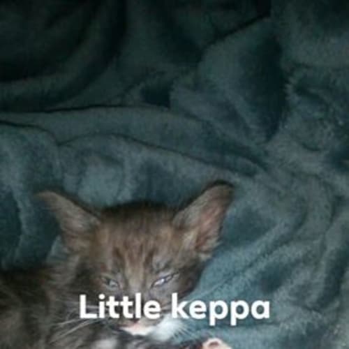 Keppa