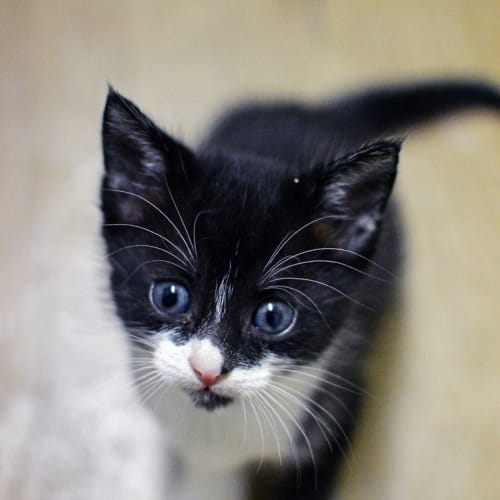 Domino 