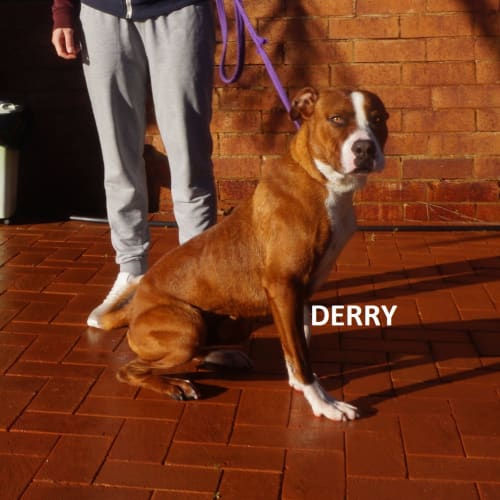 Derry