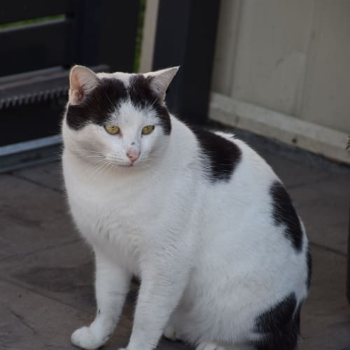 Snowy ** Please help him **