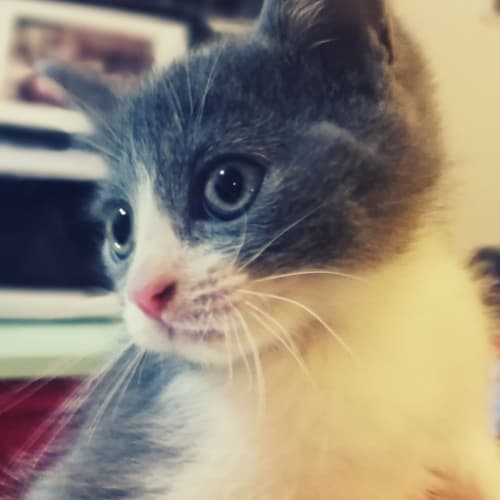 Pedro