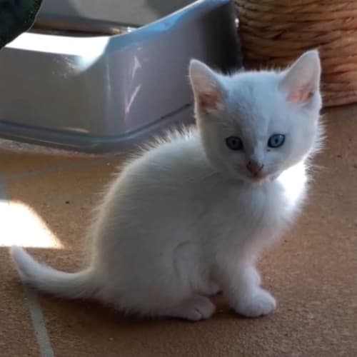 Casper