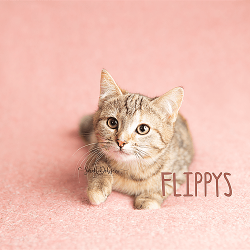 Flippy
