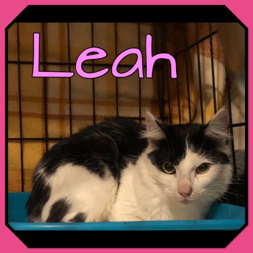 Leah