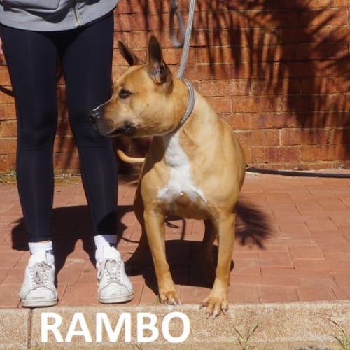 Rambo
