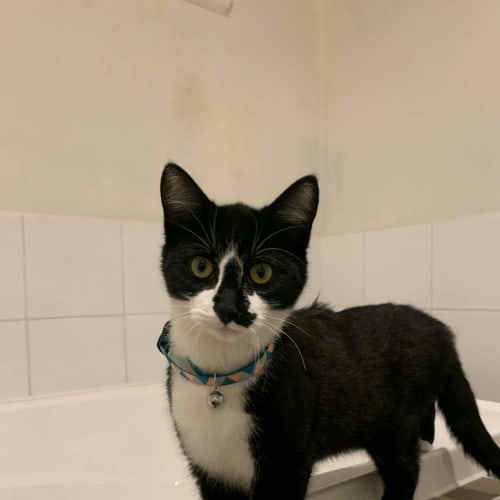 Vader
