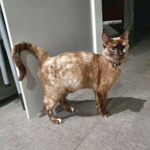Nutmeg