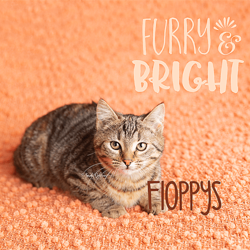 Floppy