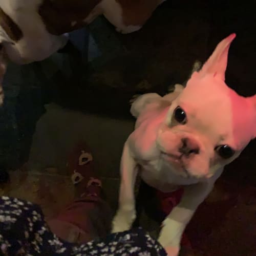 Ralphie 