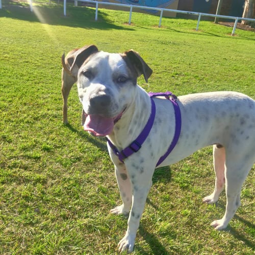 Ralph ~ 1yr Old Mastiff X (On Trial 28/08/20)