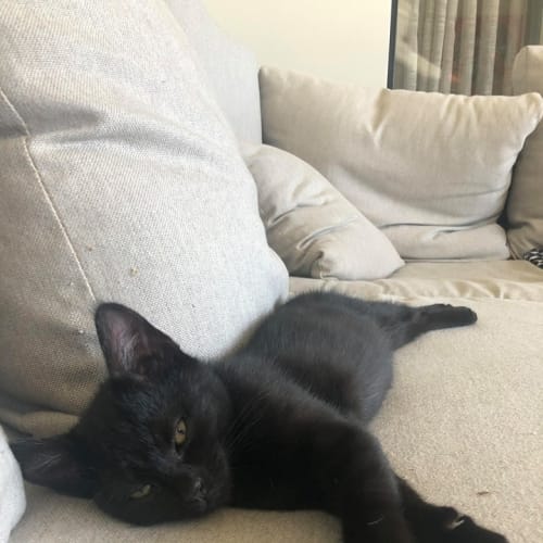 Piper