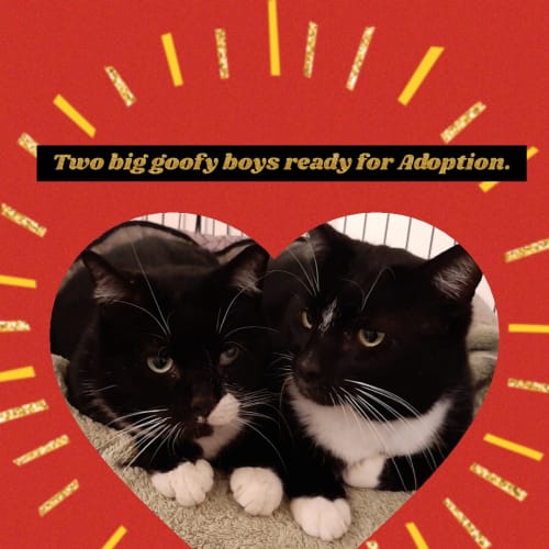  Truffles to go with Brocky.