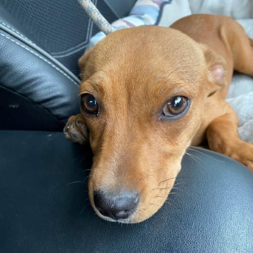 Caspian