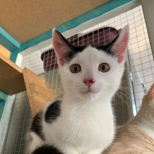 Figaro