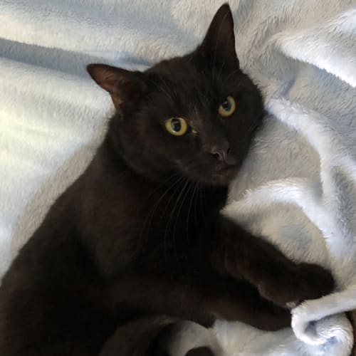 Jet