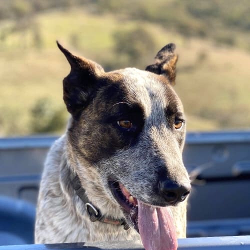 Alaska ~ 2 yo Cattle Dog x ~ On Trial 14/10/20
