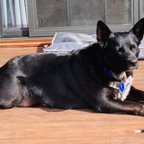 Sally ~ 5yr Old Kelpie X(On Trial 11/02/21)