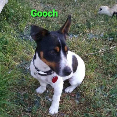 Gooch