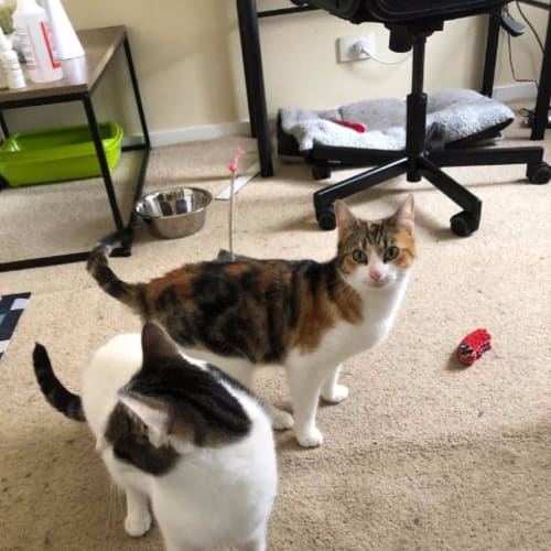 Lady And Zelda - Mother Daughter Duo!