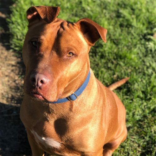 Gus