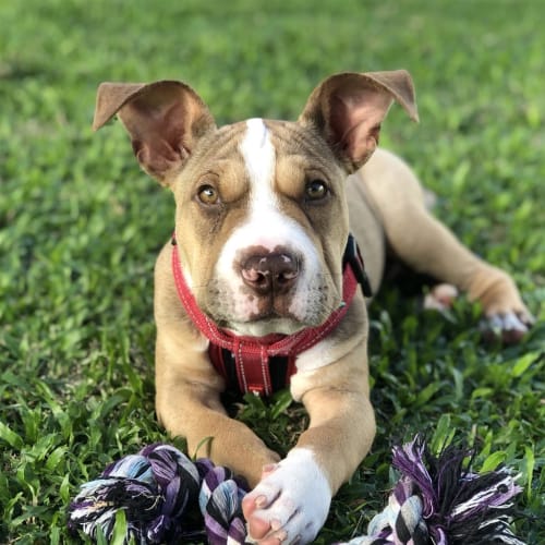 Scrappy Doo