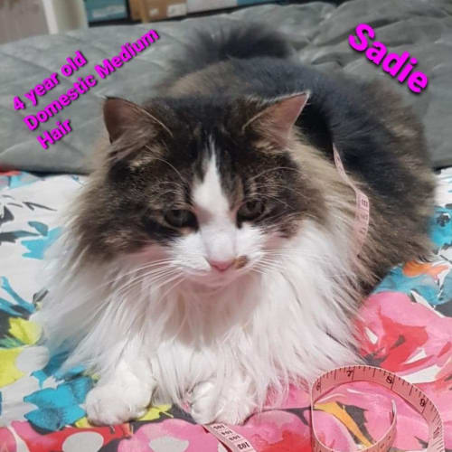 Sadie