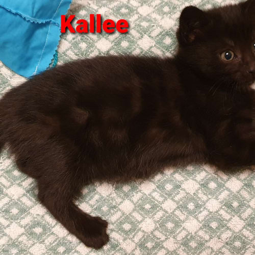 Kallee