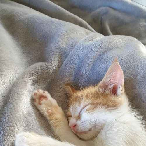 Xena